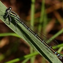 Coenagrion puella